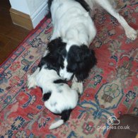 English Springer Spaniel - Dogs