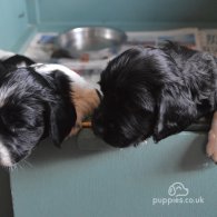 English Springer Spaniel - Dogs