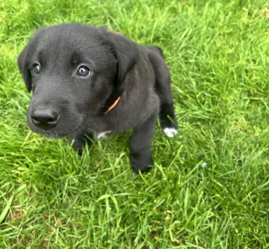 Flat Coated Retriever