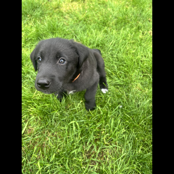 Flat Coated Retriever - Both