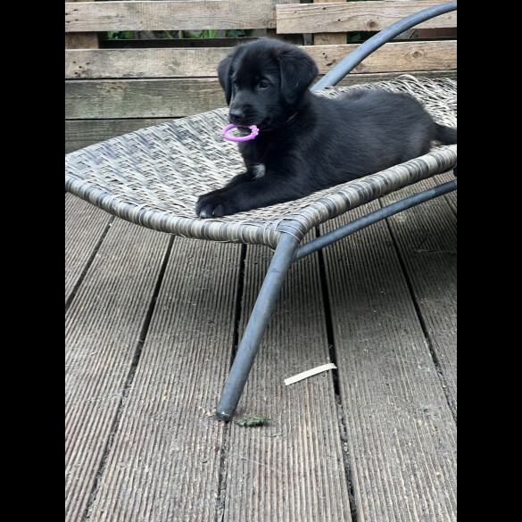 Flat Coated Retriever - Both