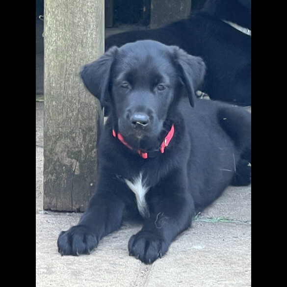 Flat Coated Retriever - Both