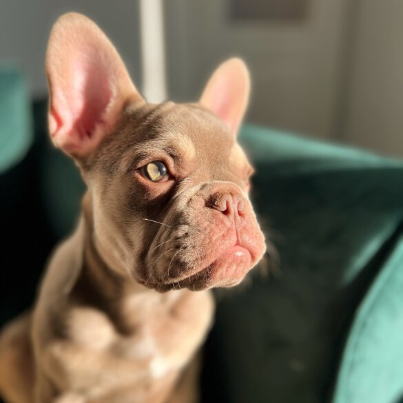 French Bulldog