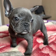 French Bulldog - Bitches