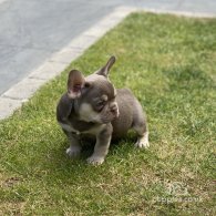 French Bulldog - Both