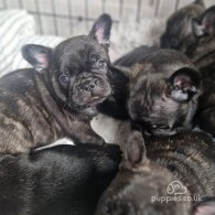 French Bulldog - Dogs