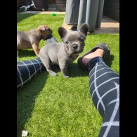 French Bulldog - Bitches