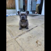 French Bulldog - Bitches