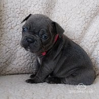 French Bulldog - Both