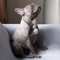 French Bulldog - Both