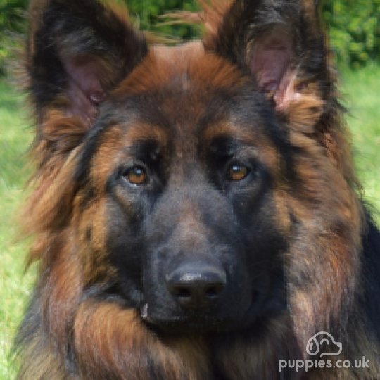 German Shepherd (Alsatian) - Dogs