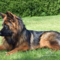 German Shepherd (Alsatian) - Dogs