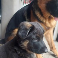 German Shepherd (Alsatian) - Both