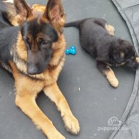 German Shepherd (Alsatian) - Both