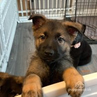 German Shepherd (Alsatian) - Both