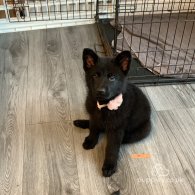 German Shepherd (Alsatian) - Both