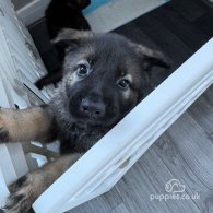 German Shepherd (Alsatian) - Both