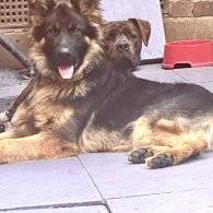 German Shepherd (Alsatian) - Both