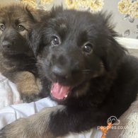 German Shepherd (Alsatian) - Bitches