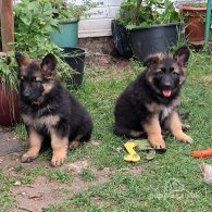 German Shepherd (Alsatian) - Both