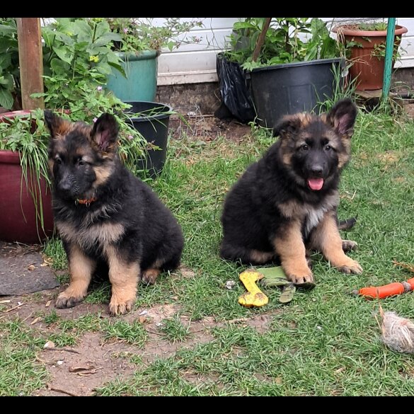 German Shepherd (Alsatian) - Both