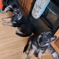 German Shepherd (Alsatian) - Both