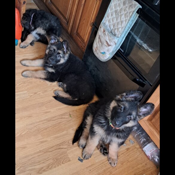 German Shepherd (Alsatian) - Both