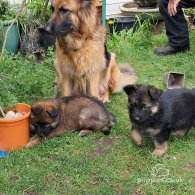 German Shepherd (Alsatian) - Both