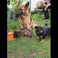 German Shepherd (Alsatian) - Both