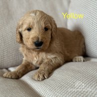 Goldendoodle - Both