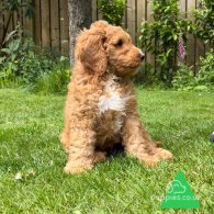 Goldendoodle - Dogs