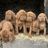 Hungarian Vizsla - Both