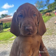 Hungarian Vizsla - Both