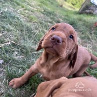 Hungarian Vizsla - Both