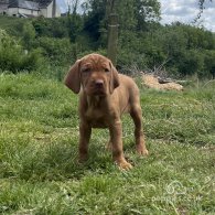 Hungarian Vizsla - Both