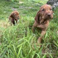 Hungarian Vizsla - Both