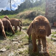 Hungarian Vizsla - Both