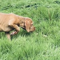 Hungarian Vizsla - Both