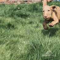 Hungarian Vizsla - Both