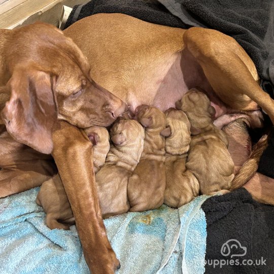 Hungarian Vizsla - Both