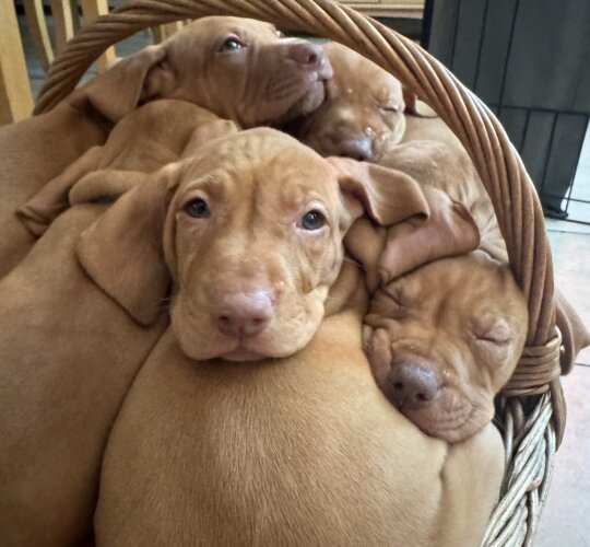 Hungarian Vizsla