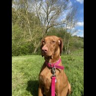 Hungarian Vizsla - Both