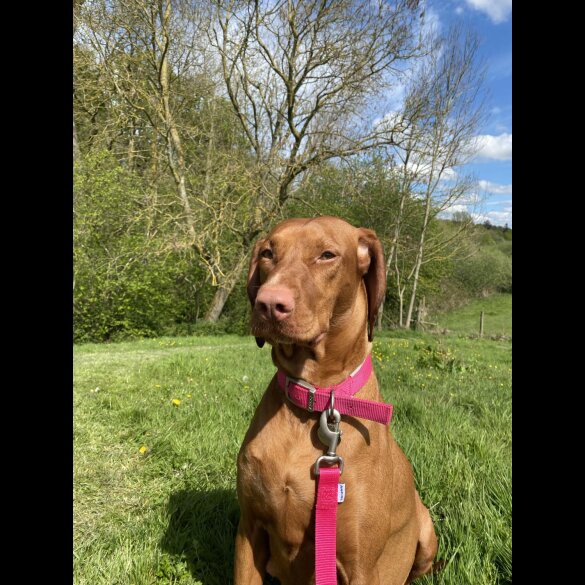 Hungarian Vizsla - Both