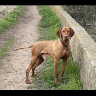 Hungarian Vizsla - Both