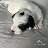 Jack Russell - Both