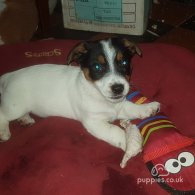 Jack Russell - Dogs
