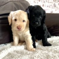 Labradoodle - Dogs