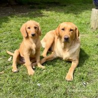 Labradoodle - Both