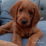 Labradoodle - Both