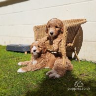 Labradoodle - Both